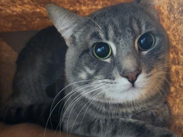 CHASE - Domestic Short Hair available for adoption