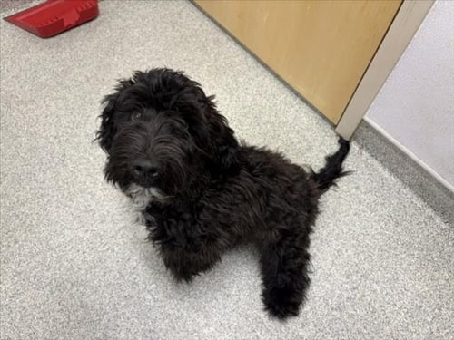 BERRY - Labrador Retriever / Poodle (Standard) available for adoption