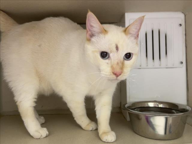 VIVO - Domestic Short Hair available for adoption