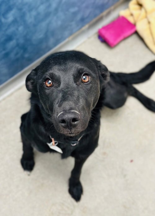 TIPPY - Border Collie available for adoption