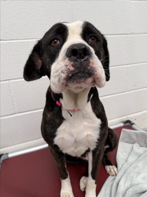 BONNIE - Cane Corso Mastiff available for adoption