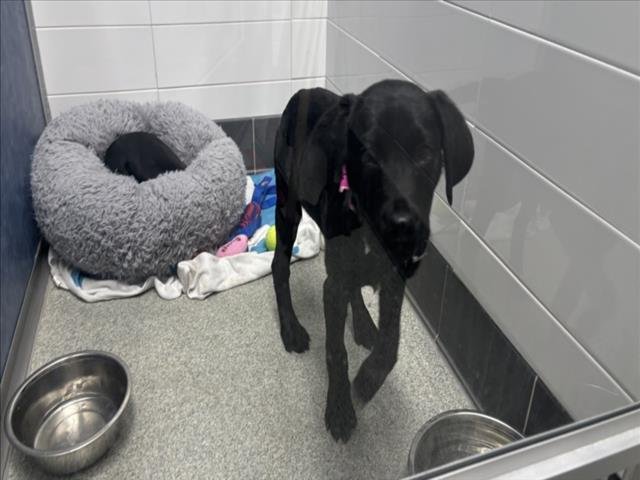 JAX - Labrador Retriever available for adoption