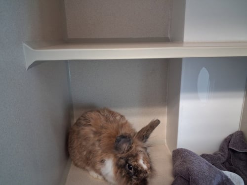 CLOVER - Mini Lop available for adoption