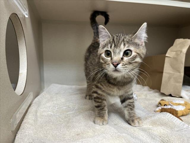 SUGAR - Domestic Short Hair available for adoption