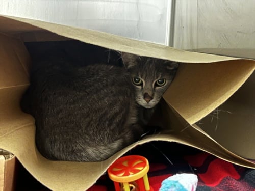 CRICKET - Domestic Short Hair for adoption in Fort Collins