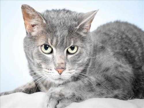 CRICKET - Domestic Short Hair available for adoption