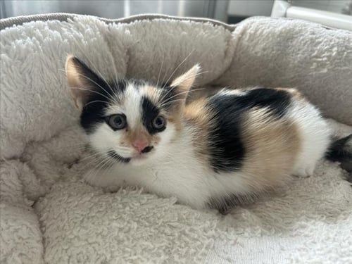 GINGER - Domestic Short Hair available for adoption