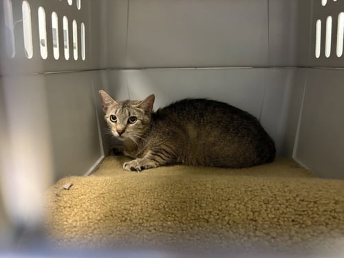 MAPLE BAR - Domestic Short Hair available for adoption