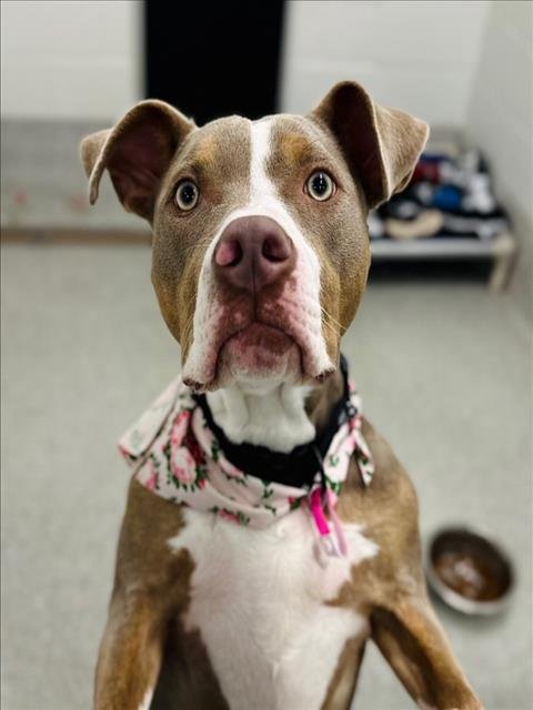 OLIVIA - American Pit Bull Terrier available for adoption