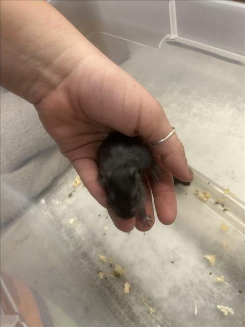 FETA - Gerbil available for adoption