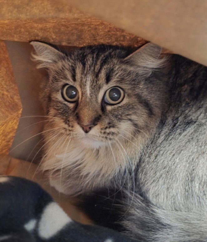 SWIRL - Domestic Long Hair available for adoption