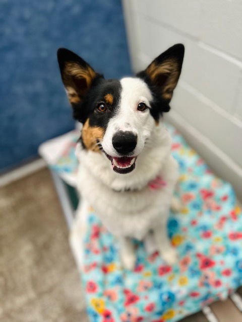 TRIXIE - Border Collie available for adoption