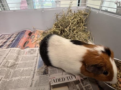 GUS - Guinea Pig available for adoption