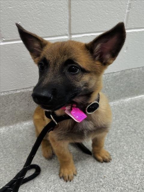 FAITH - Belgian Shepherd Malinois available for adoption