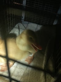 QUACKERS - Photo 1