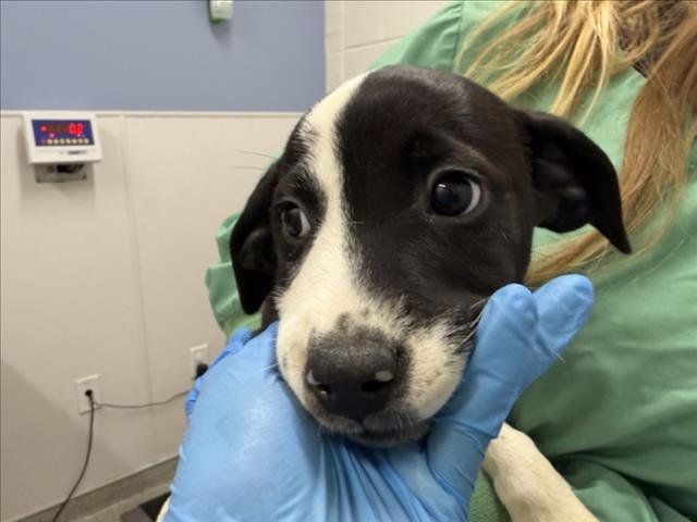 FLOWER - German Shorthaired Pointer available for adoption