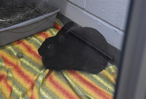 INLES - New Zealand available for adoption