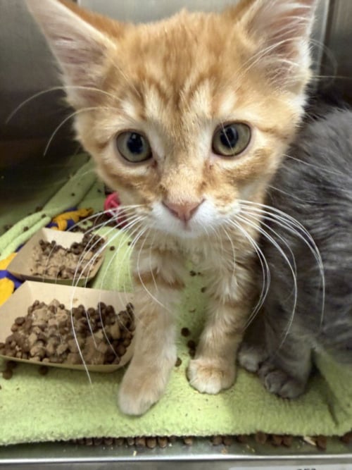 GODZILLA - Domestic Short Hair available for adoption