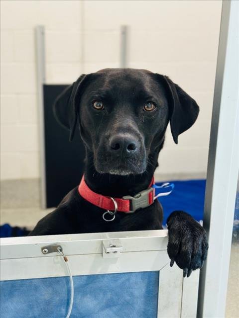 TITUS - Labrador Retriever available for adoption