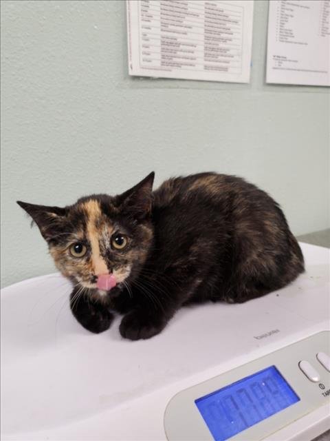 SPICE - Domestic Short Hair available for adoption