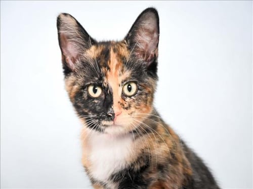 CINNAMON - Domestic Short Hair available for adoption