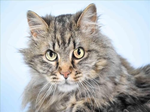HATTIE - Domestic Long Hair available for adoption