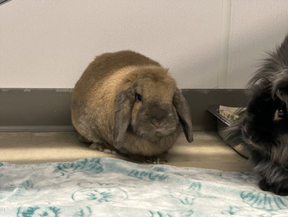 OLIVER - Shorthaired Rabbit / Holland Lop available for adoption
