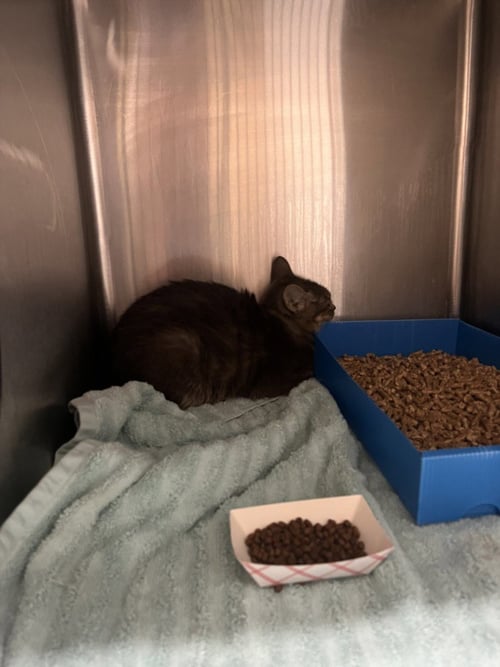 JELLY DONUT - Domestic Short Hair available for adoption