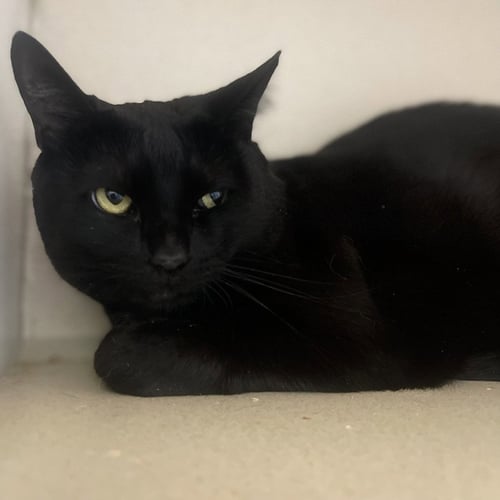 ATHIE - Domestic Long Hair available for adoption