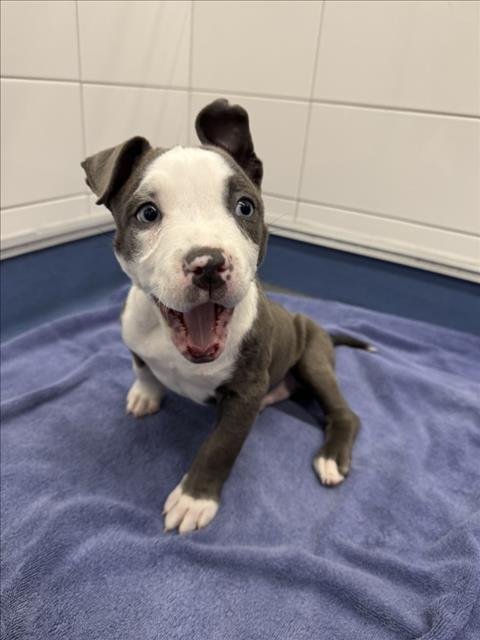 KANGA-ROO - Pit Bull Terrier available for adoption