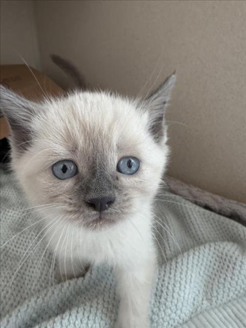 ALICE - Siamese for adoption in Fort Collins