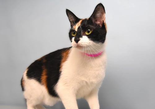 BELLA - Domestic Short Hair available for adoption