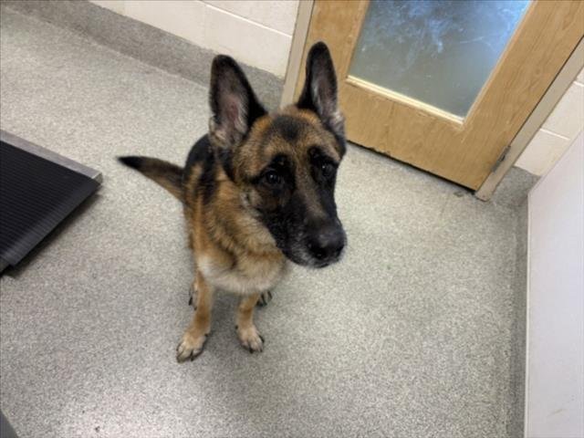 ZEKE - German Shepherd Dog available for adoption