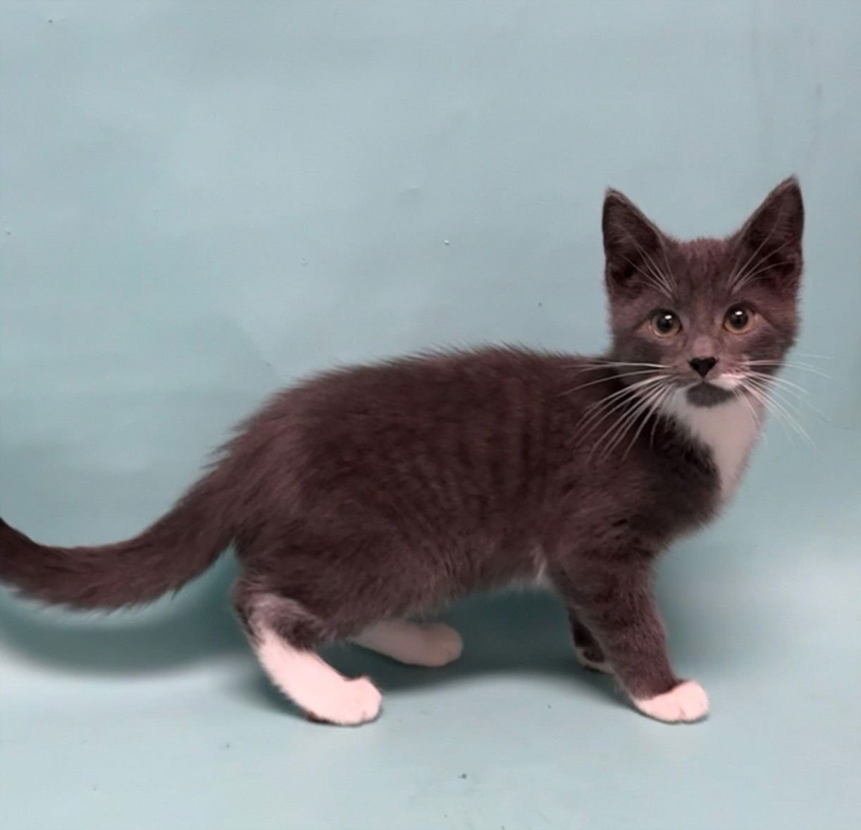 RICE - Domestic Short Hair available for adoption