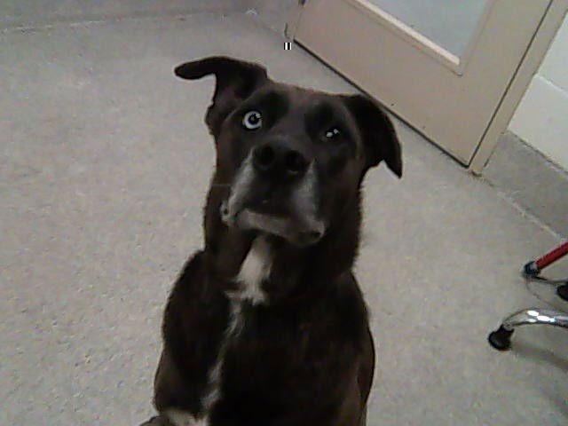 RUGER - Labrador Retriever / Siberian Husky available for adoption