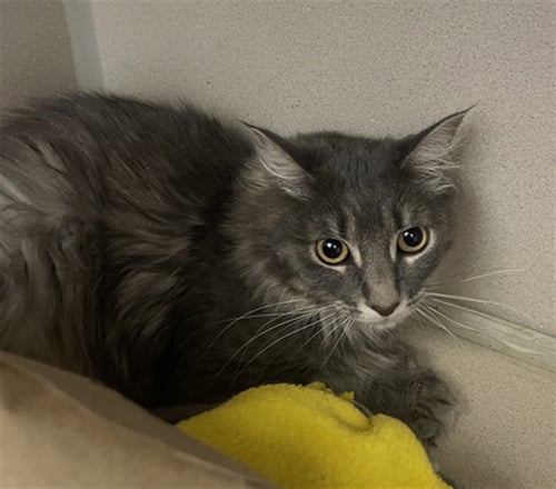 MISTY - Domestic Medium Hair available for adoption