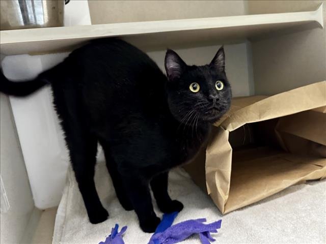 CHARCOAL - Domestic Short Hair available for adoption