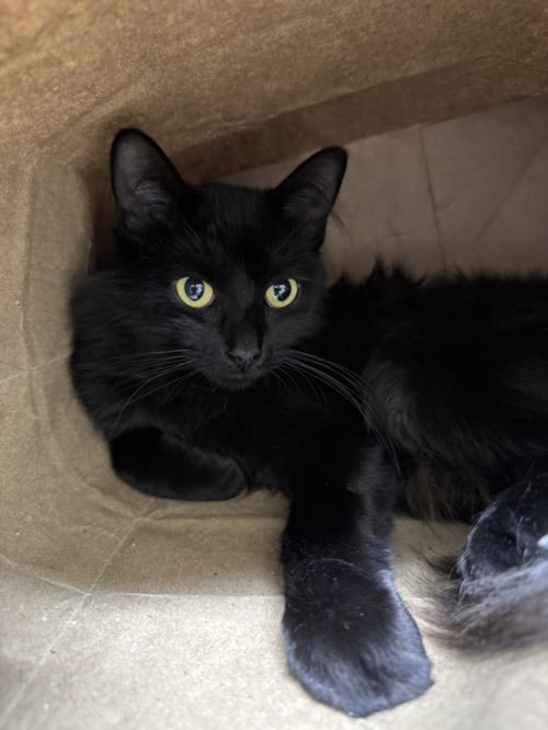 ANNIE - Domestic Short Hair available for adoption