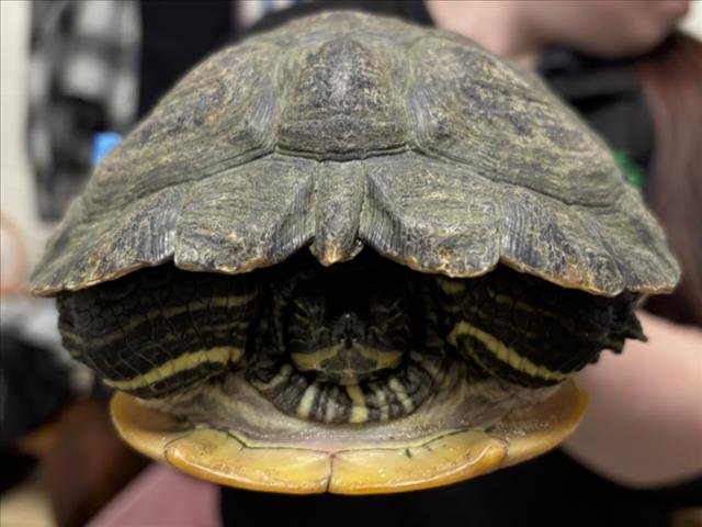 FRANKIE - Turtle available for adoption