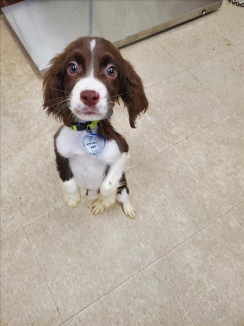 OREO - English Cocker Spaniel available for adoption