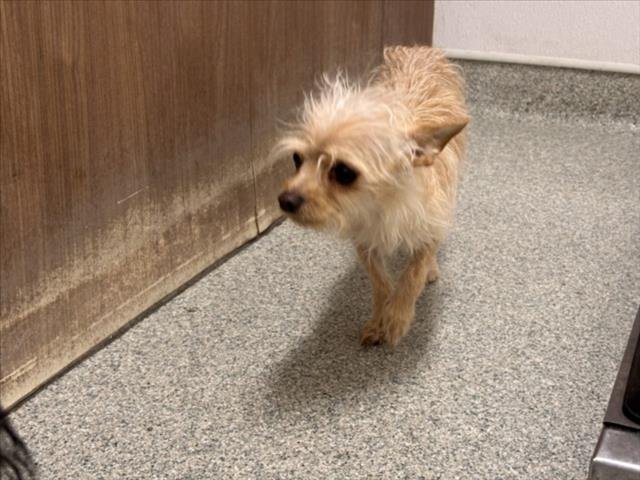 GIZMO Image