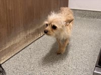 GIZMO - Photo 1