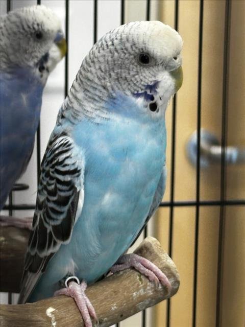 SKY - Budgie/Budgerigar available for adoption