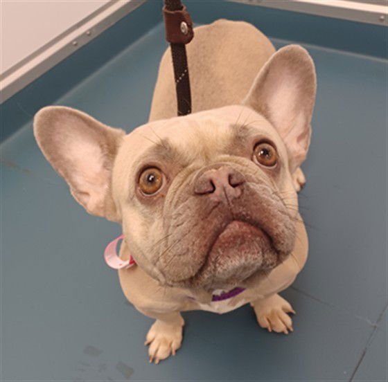 BAILEY - French Bulldog available for adoption