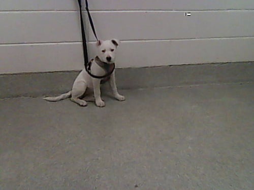 HAYES - Pit Bull Terrier available for adoption