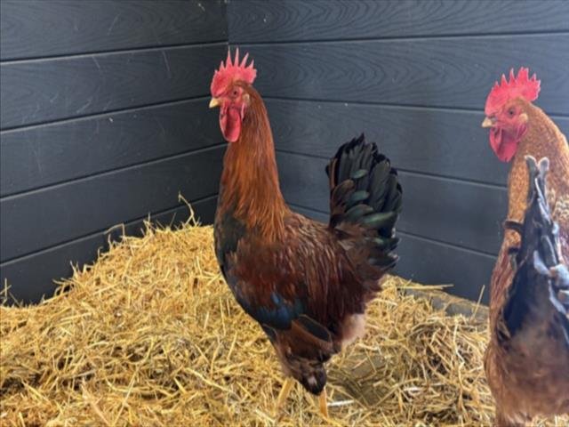 RUSTY - Chicken available for adoption