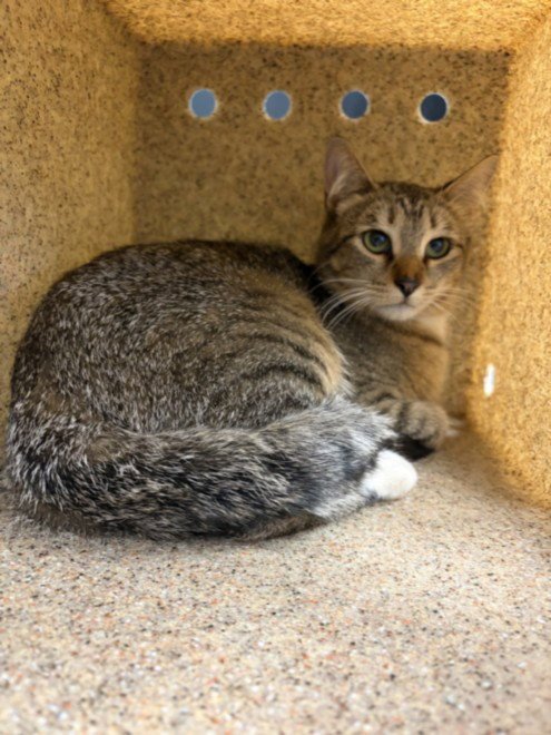 MELODY - Domestic Short Hair available for adoption