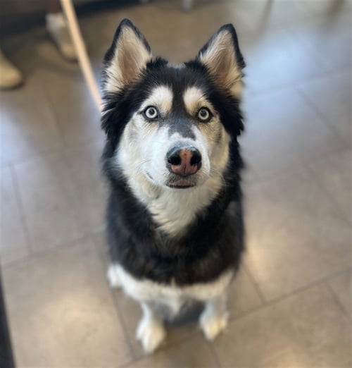 KAYA - Siberian Husky / Alaskan Malamute available for adoption