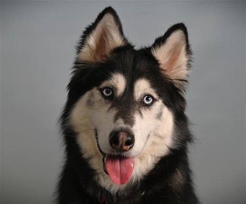 KAYA - Siberian Husky / Alaskan Malamute available for adoption