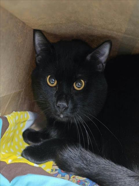 SQUEAKERS - Domestic Short Hair available for adoption